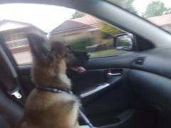 my pup in my car LOL
