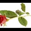 kiwis rose